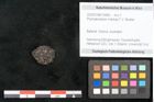 Foto (Objekt + Etikett) von Phymatocaryon mackayi F.V. Mueller (NHMW-GEO-2024-0188-10458)